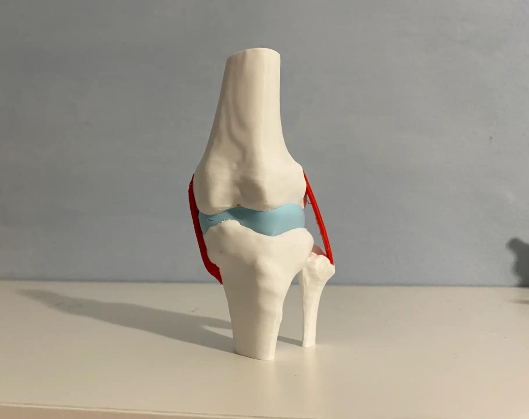 3d Modell knie für Universität